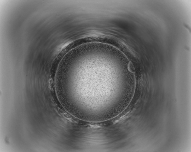 X0000096210822200801251032