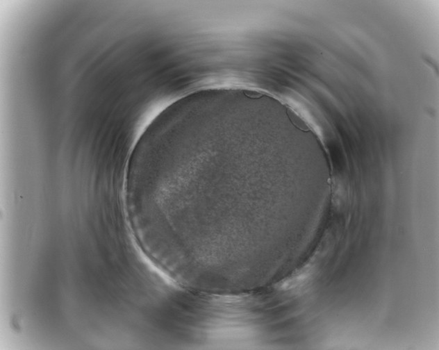 X0000096210863200801251033