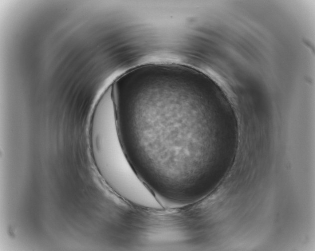 X0000096210864200801251033