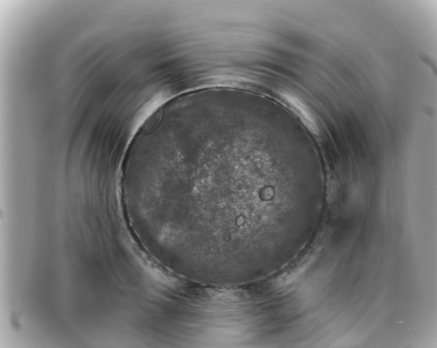 X0000096210899200801251032