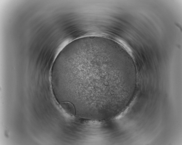 X0000096210907200801251032