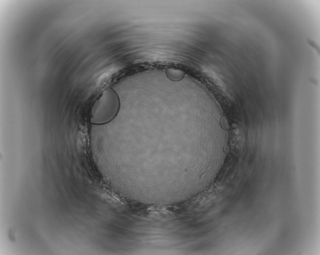 X0000096210918200801251031