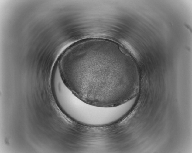 X0000096210932200801251031