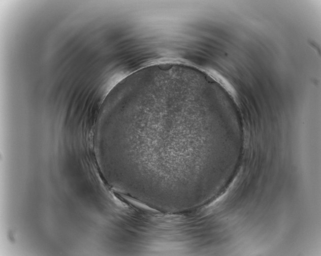 X0000096210953200801251032