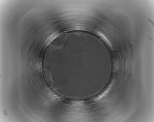 X0000096210977200801251031