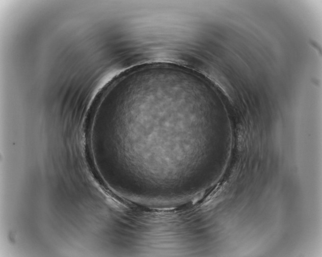 X0000096211024200801251030