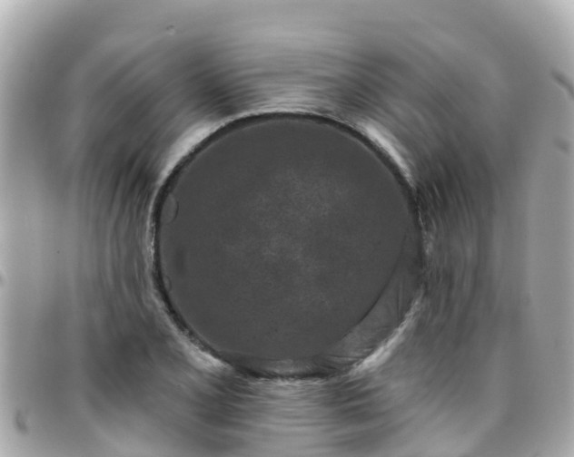 X0000096211077200801251029