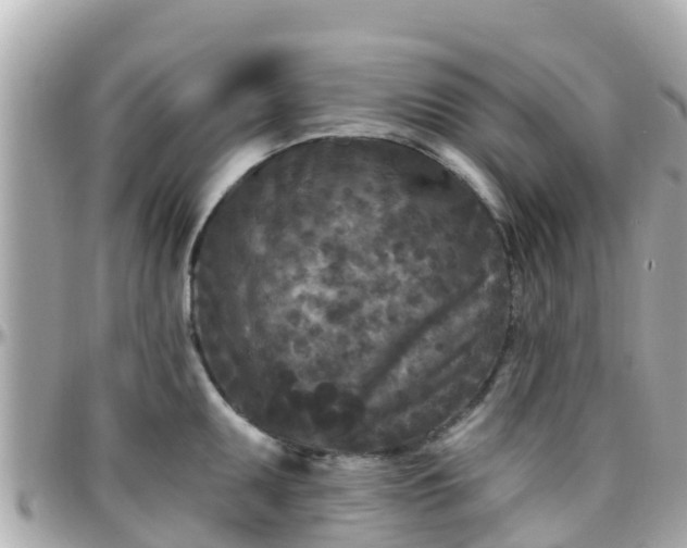 X0000096211095200801251029