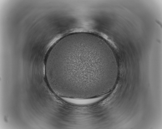 X0000096211221200801251027