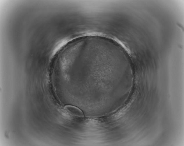 X0000096211263200801251027