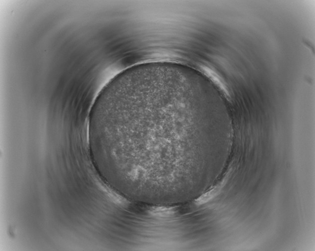 X0000096211275200801251026