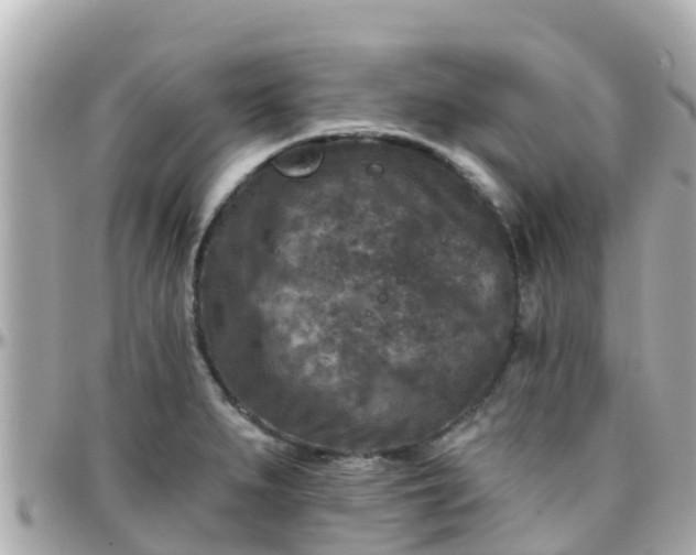 X0000096211279200801251026