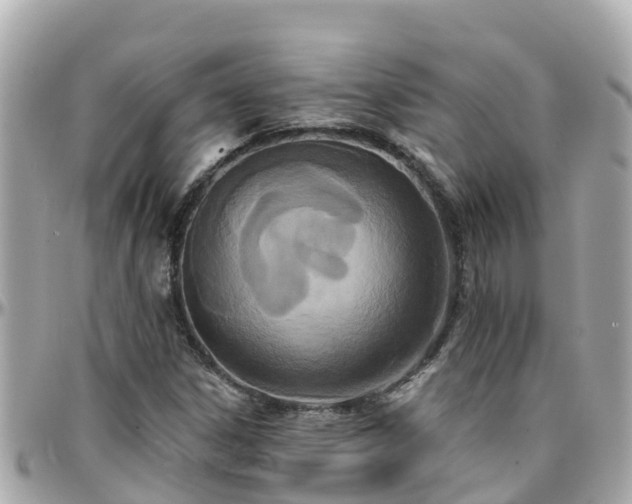 X0000096211306200801251025