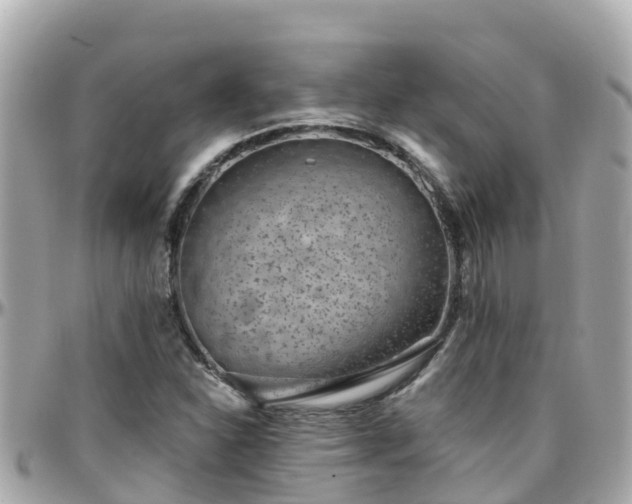 X0000096211310200801251025