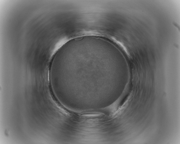 X0000096211365200801251025