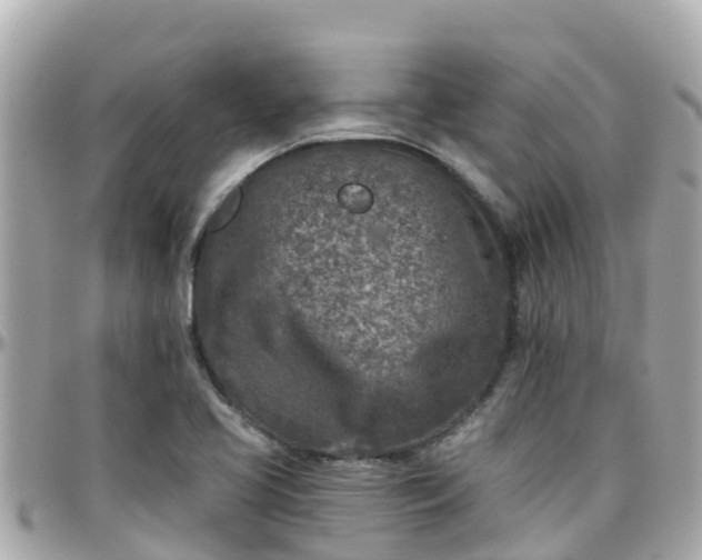 X0000096211413200801251024
