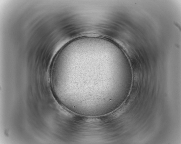 X0000096211466200801251023