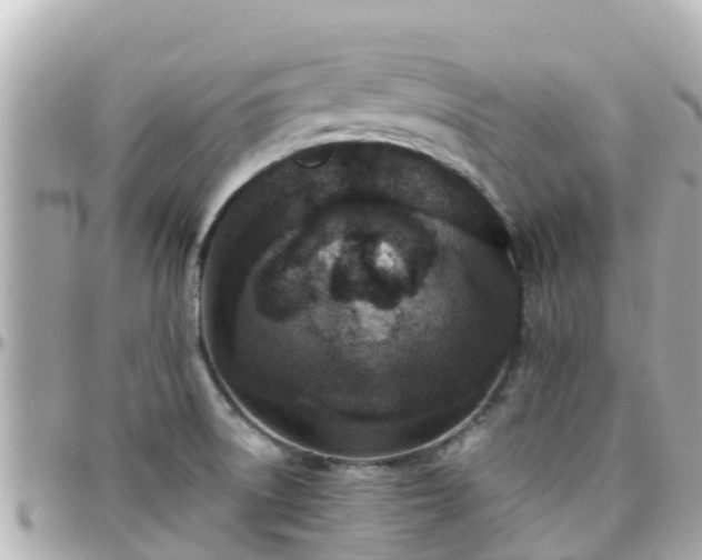 X0000096211522200801251023