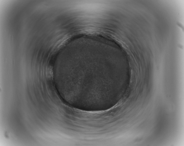 X0000096210048200802011330