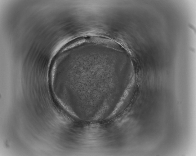 X0000096210196200802011328