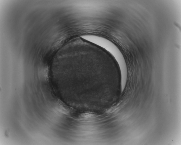 X0000096210219200802011328