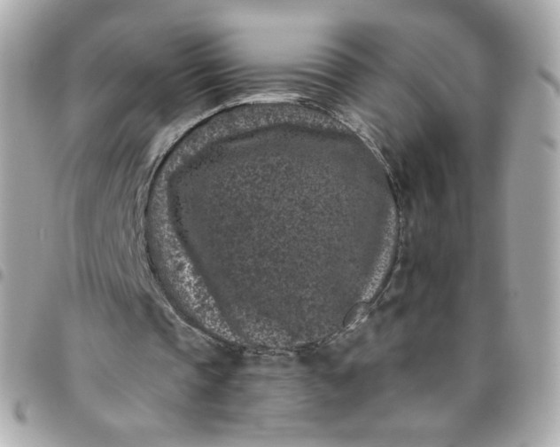 X0000096210337200802011326