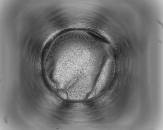 X0000096210392200802011325