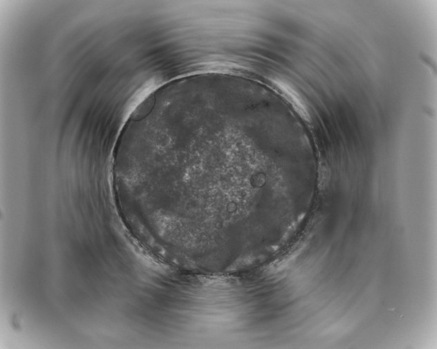 X0000096210899200802011319