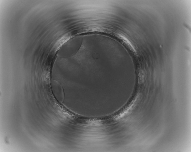 X0000096210977200802011317