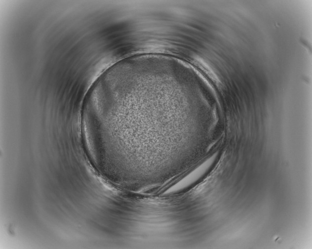 X0000096210994200802011317