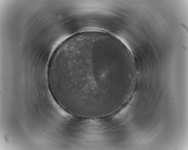 X0000096210995200802011317