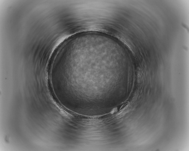 X0000096211024200802011317