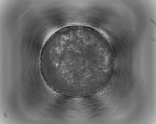 X0000096211279200802011313