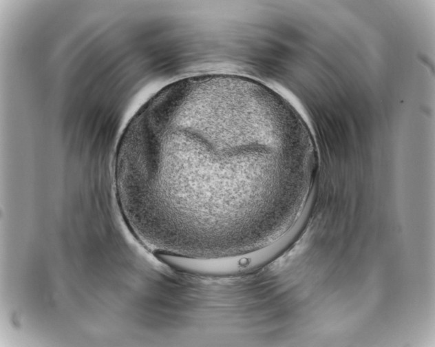 X0000096211389200802011312