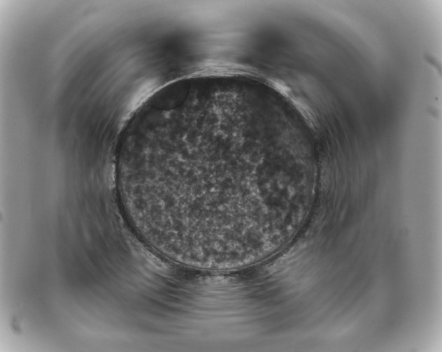 X0000096211459200802011311