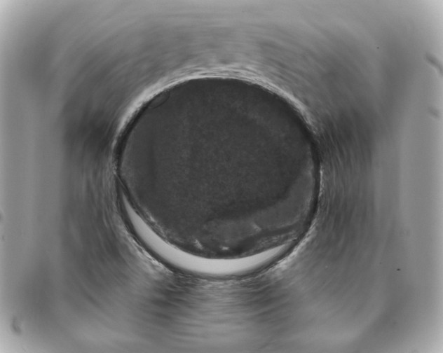 X0000096211506200802011310