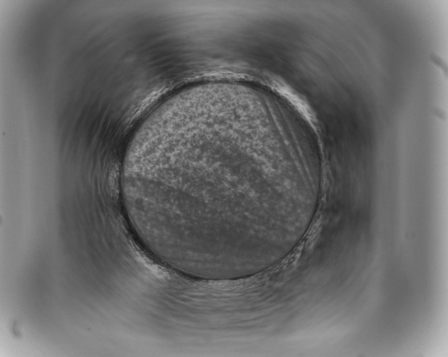 X0000096210009200802081513