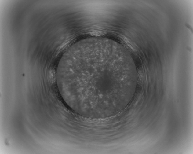 X0000096210043200802081512