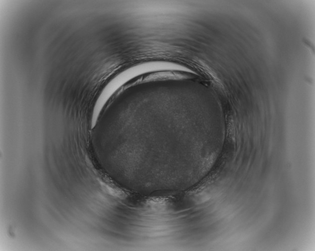 X0000096210076200802081512