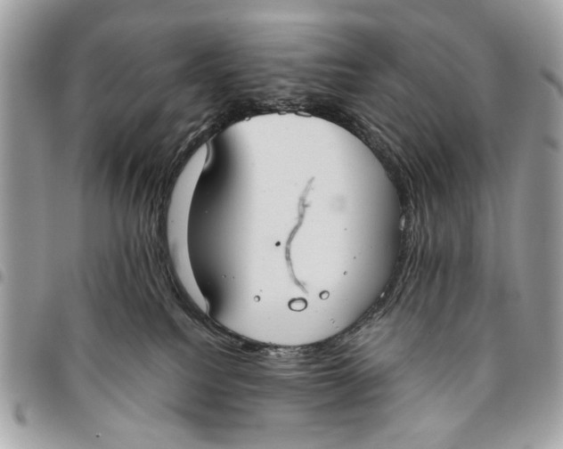 X0000096210088200802081512