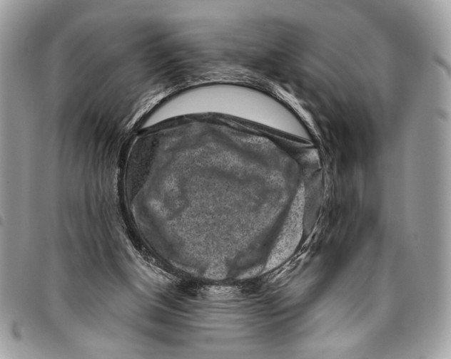 X0000096210154200802081510