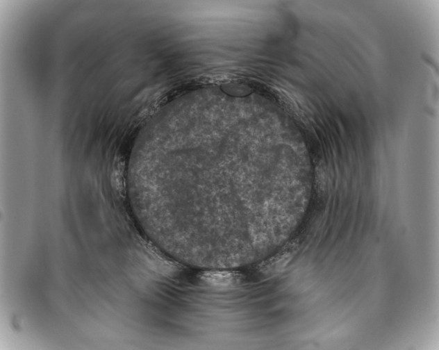 X0000096210181200802081510