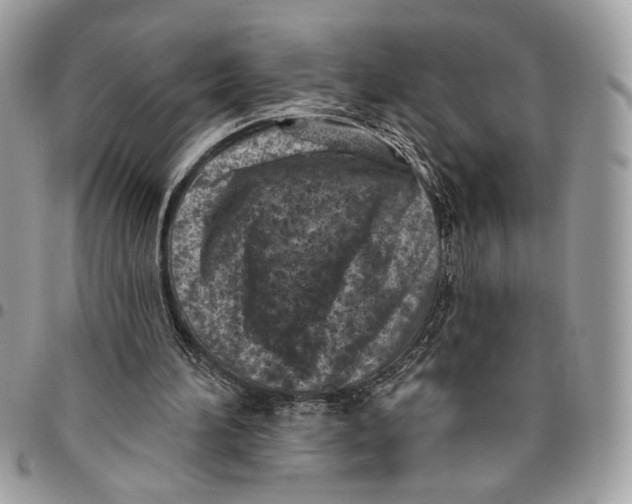 X0000096210196200802081510