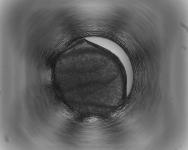 X0000096210219200802081510