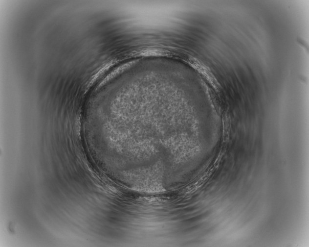 X0000096210297200802081509