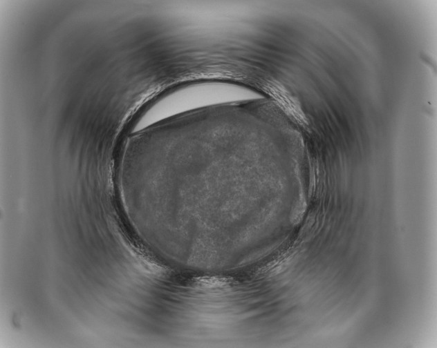 X0000096210300200802081509