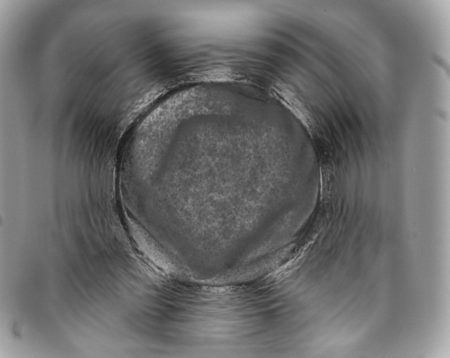 X0000096210301200802081509