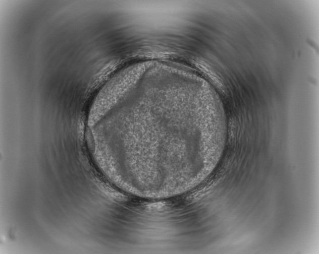 X0000096210309200802081508