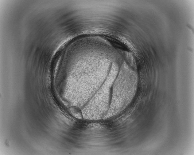 X0000096210392200802081507