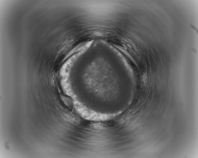 X0000096210423200802081506